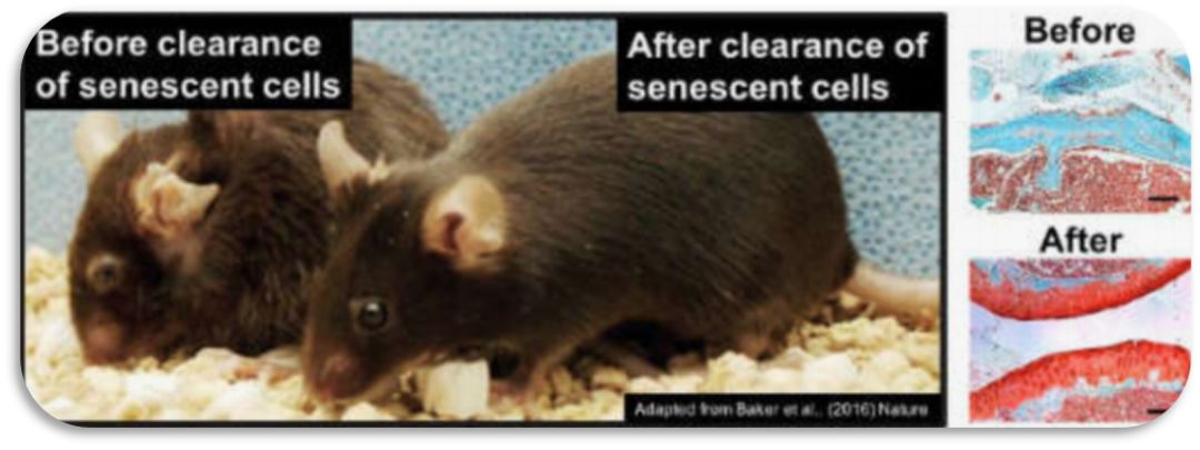 eliminate-senescent-cells-and-rejuvenate-mice.jpg